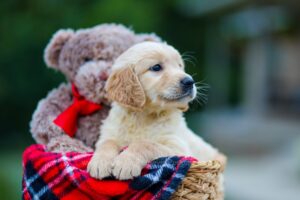 Image of Hudson, a Golden Retriever puppy