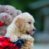 Image of Hudson, a Golden Retriever puppy