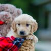 Image of Hudson, a Golden Retriever puppy