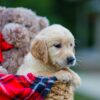 Image of Hudson, a Golden Retriever puppy