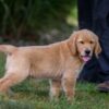 Image of Ian, a Golden Retriever puppy