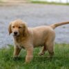 Image of Ian, a Golden Retriever puppy