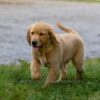 Image of Ian, a Golden Retriever puppy