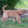 Image of Ian, a Golden Retriever puppy