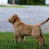 Image of Ian, a Golden Retriever puppy