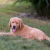 Image of Ian, a Golden Retriever puppy