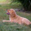 Image of Ian, a Golden Retriever puppy