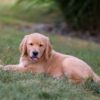 Image of Ian, a Golden Retriever puppy
