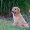 Image of Ian, a Golden Retriever puppy