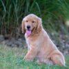 Image of Ian, a Golden Retriever puppy