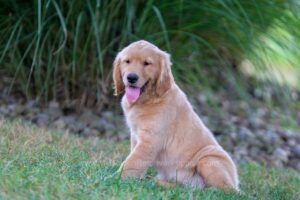 Image of Ian, a Golden Retriever puppy