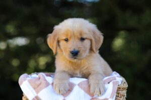 Image of Ian, a Golden Retriever puppy