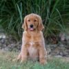 Image of Ice, a Golden Retriever puppy