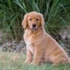 Image of Ice, a Golden Retriever puppy