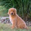 Image of Ice, a Golden Retriever puppy