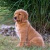 Image of Ice, a Golden Retriever puppy