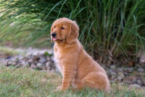 Image of Ice, a Golden Retriever puppy
