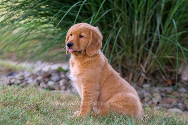 Image of Ice, a Golden Retriever puppy