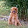 Image of Ice, a Golden Retriever puppy