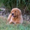 Image of Ice, a Golden Retriever puppy