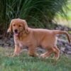 Image of Ice, a Golden Retriever puppy