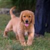 Image of Ice, a Golden Retriever puppy