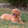 Image of Ice, a Golden Retriever puppy