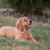 Image of Ice, a Golden Retriever puppy