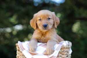 Image of Igoo, a Golden Retriever puppy