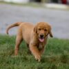 Image of Ike, a Golden Retriever puppy