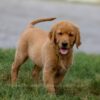 Image of Ike, a Golden Retriever puppy