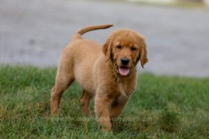 Image of Ike, a Golden Retriever puppy