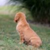 Image of Ike, a Golden Retriever puppy