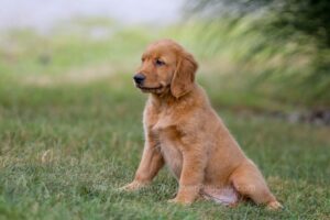 Image of Ike, a Golden Retriever puppy