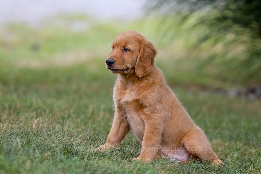 Ike Image of Ike, a Golden Retriever puppy