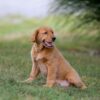 Image of Ike, a Golden Retriever puppy