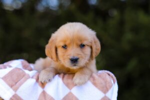 Image of Indie, a Golden Retriever puppy