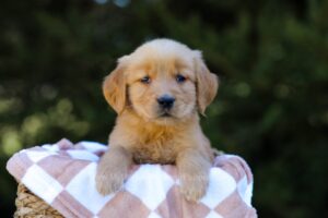 Image of Inka, a Golden Retriever puppy
