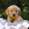 Image of Iris, a Golden Retriever puppy