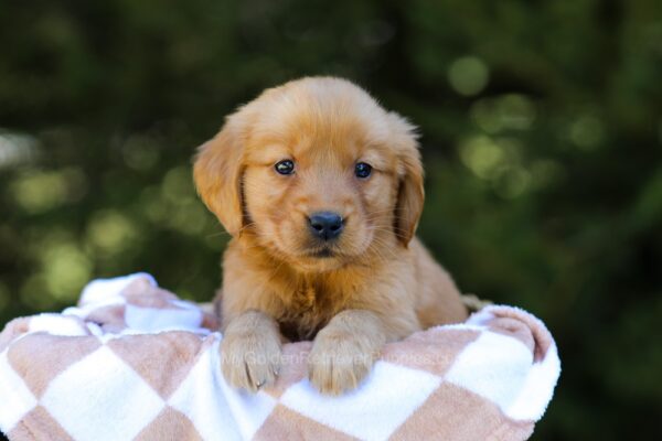 Image of Iris, a Golden Retriever puppy