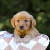 Image of Iris, a Golden Retriever puppy