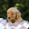 Image of Iris, a Golden Retriever puppy