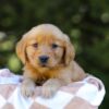 Image of Iris, a Golden Retriever puppy