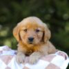 Image of Iris, a Golden Retriever puppy