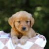Image of Iris, a Golden Retriever puppy