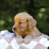 Image of Iris, a Golden Retriever puppy
