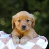 Image of Iris, a Golden Retriever puppy