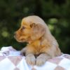 Image of Iris, a Golden Retriever puppy