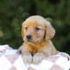 Image of Iris, a Golden Retriever puppy