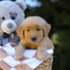 Image of Irving, a Golden Retriever puppy